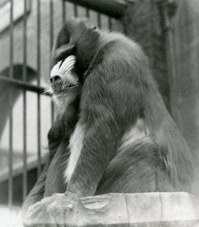 Le mandrill George assis sur une bûche dans son enclos, zoo de Londres, août 1923 - Frederick William Bond